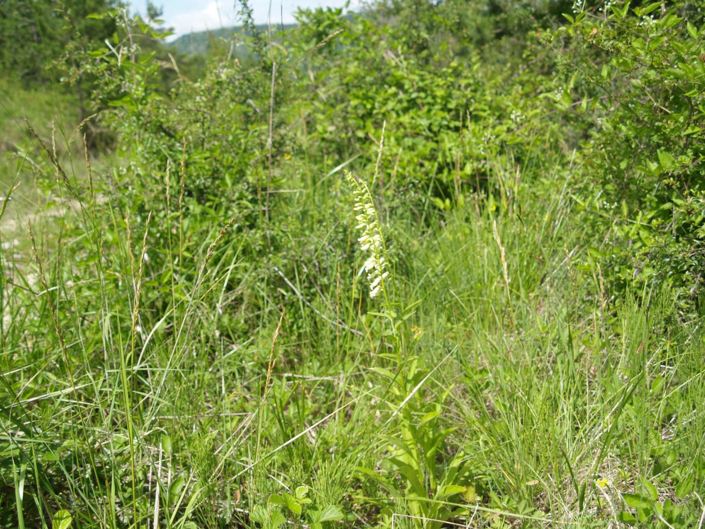 Foxglove, Small Yellow plant